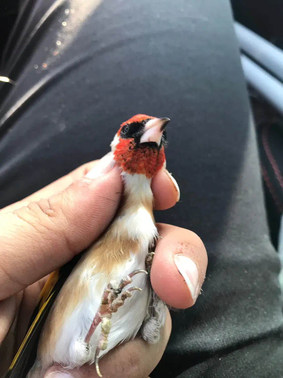 قناری نر سهره محاجر|پرنده|اردبیل, |دیوار