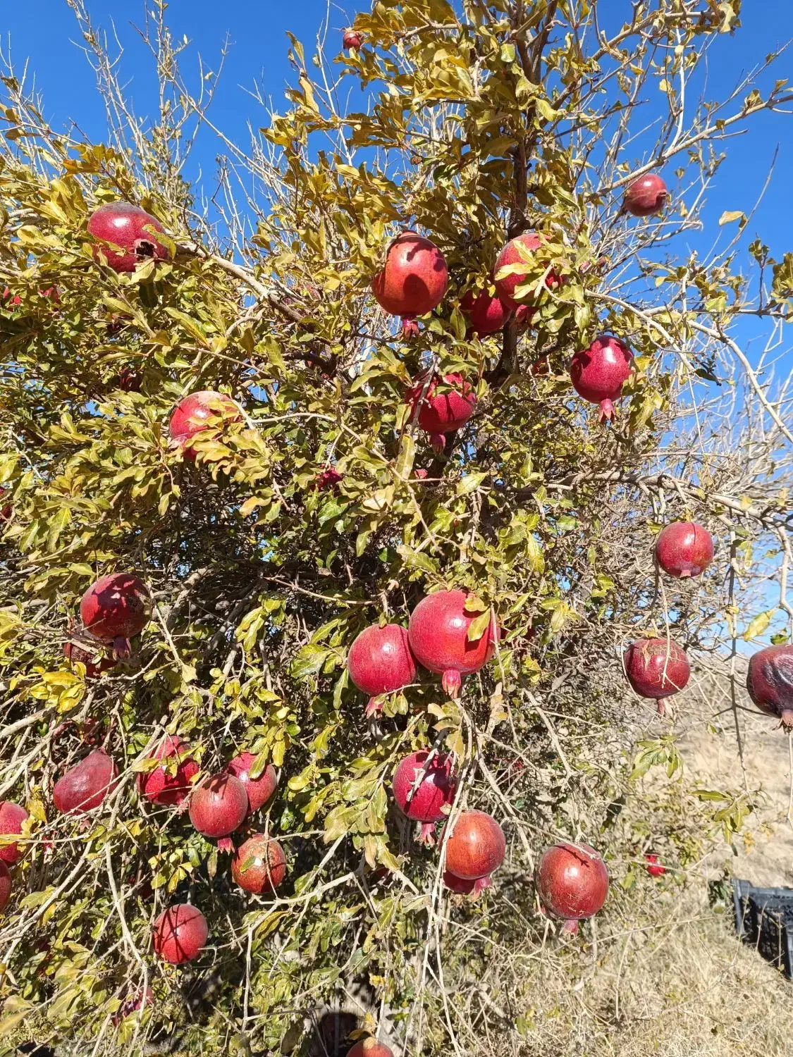 انار دونه قرمز نیگ|خوردنی و آشامیدنی|سده (خراسان جنوبی), |دیوار