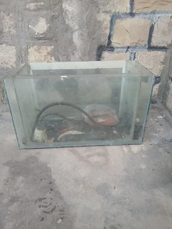 اکواریم|ماهی|مسجد سلیمان, |دیوار