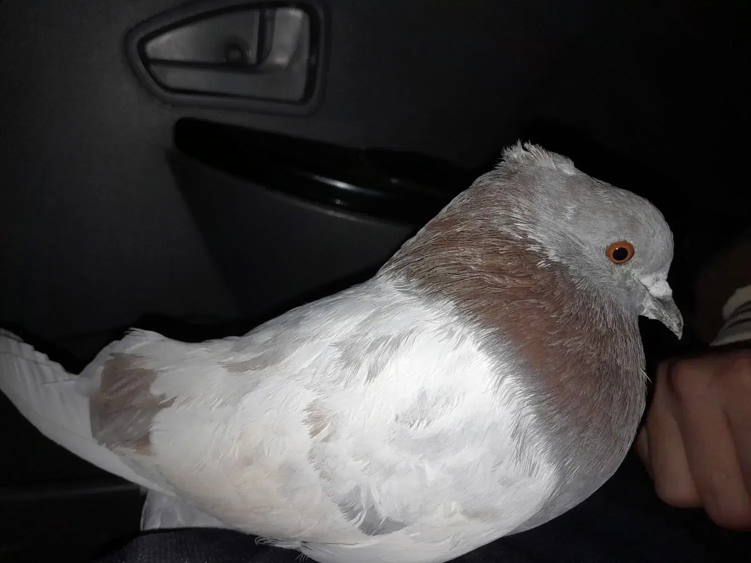 کبوتر|حیوانات|خوی, |دیوار