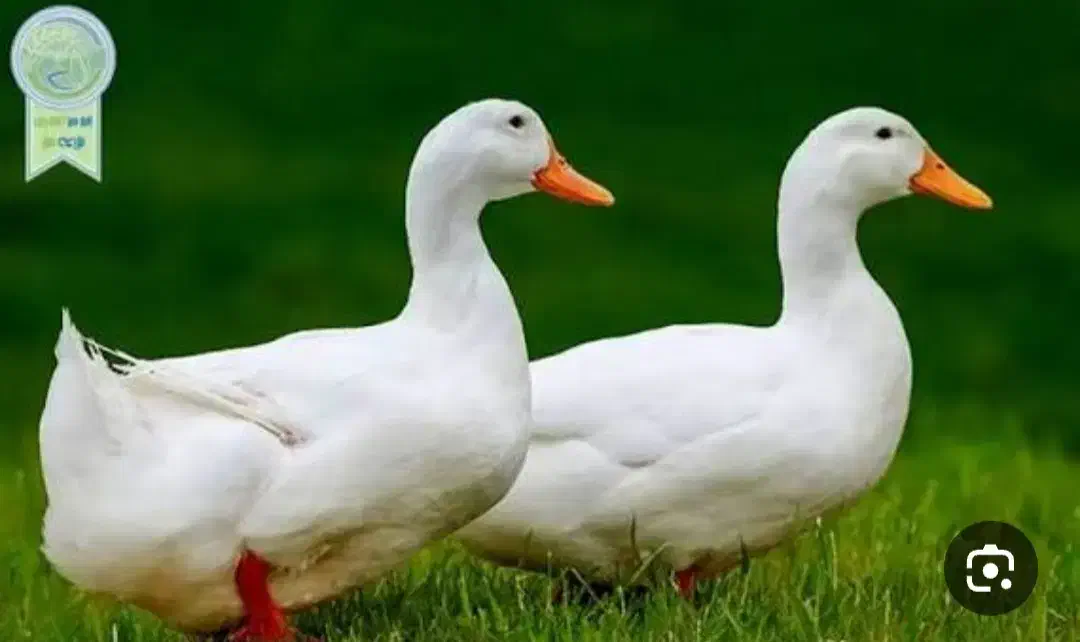 اردک|پرنده|امیرکلا, |دیوار