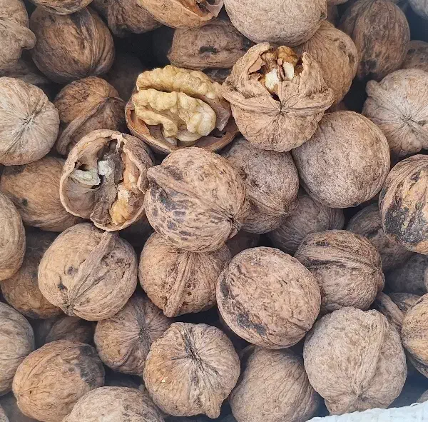 گردو محلی|عمده‌فروشی|شیراز, دکتر حسابی|دیوار