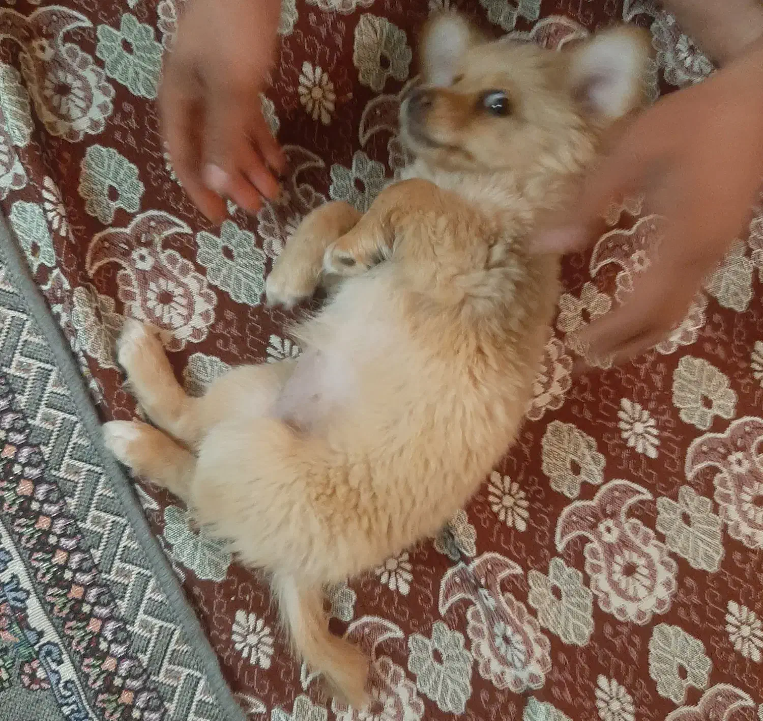 سگ کوچولو|سگ|اصفهان, شهرک امام خمینی|دیوار