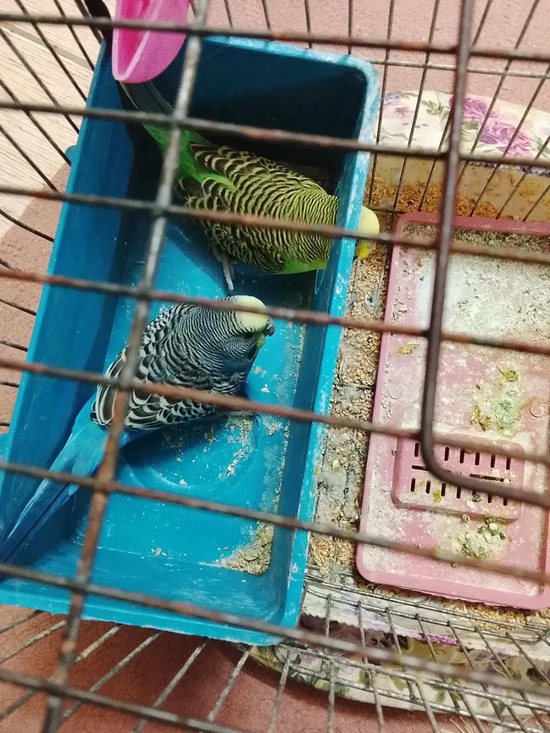 مرغ عشق|پرنده|اردکان, |دیوار