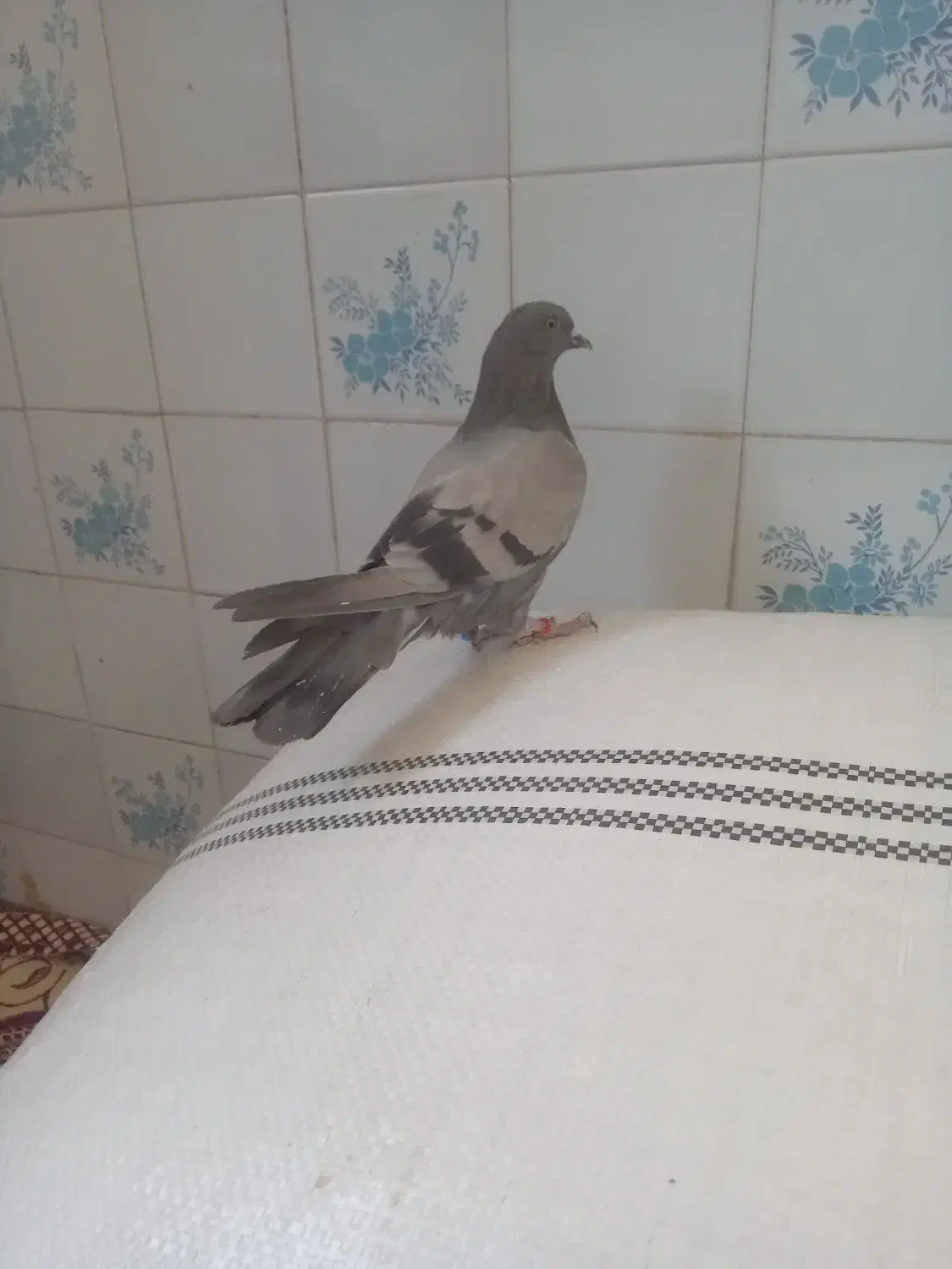 شکار شماره موبایل|پرنده|مهریز, |دیوار