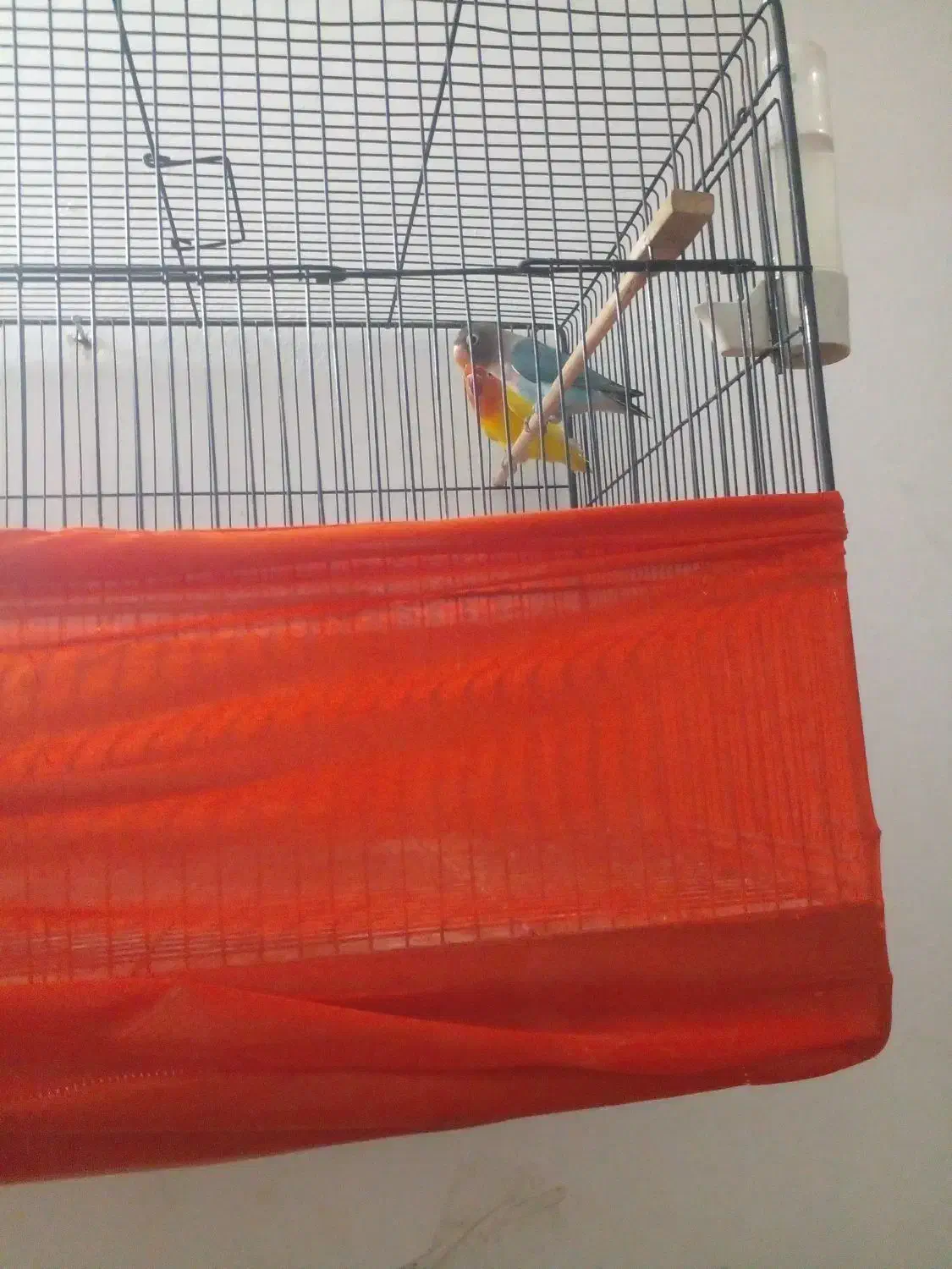 طوطی برزیلی زردفیشر رنگی وآبی کله سیاه|پرنده|گتاب, |دیوار