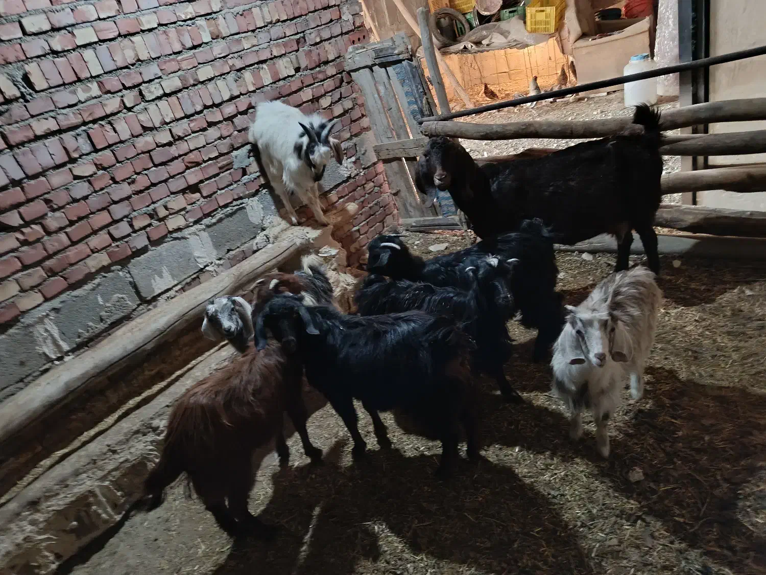 بزغاله|حیوانات مزرعه|ملکان, |دیوار