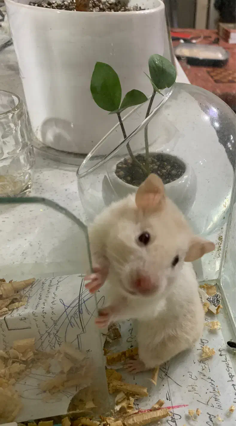 همستر بازیگوش|موش و خرگوش|بوشهر, |دیوار