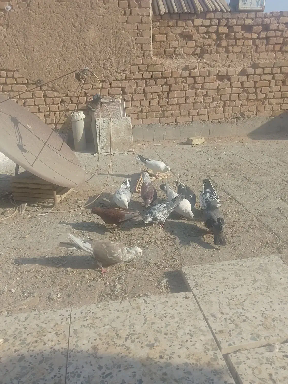 کفتر پرشی|پرنده|یزد, |دیوار