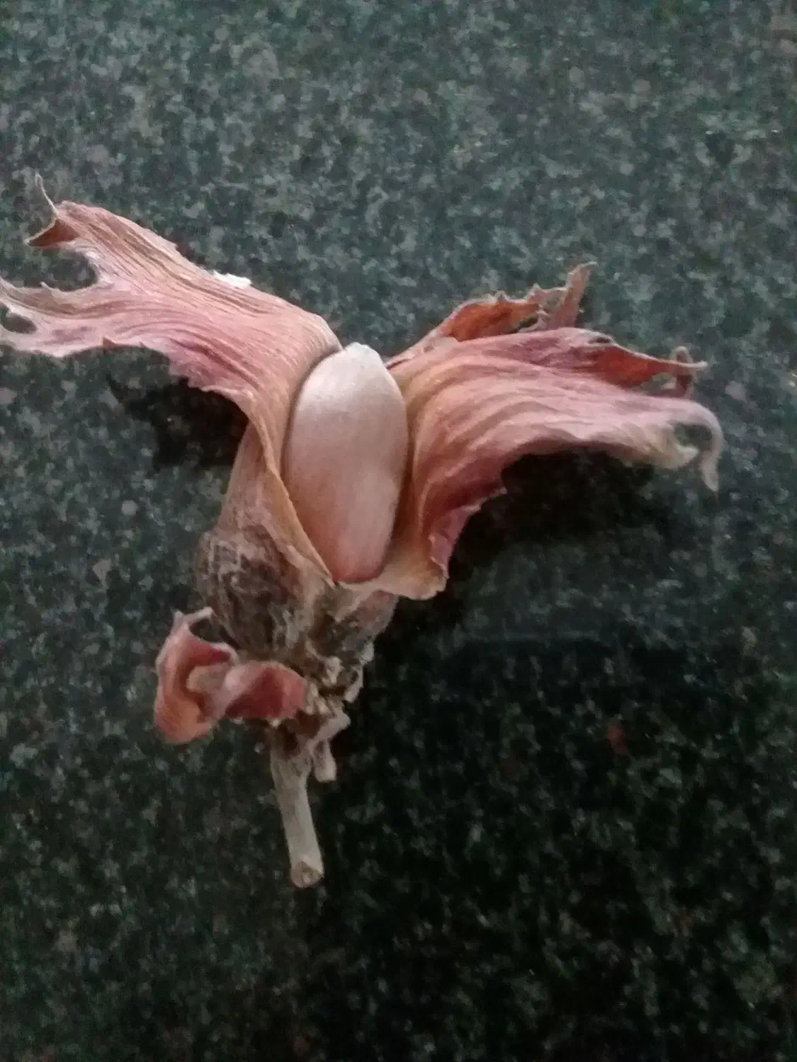 نهال فندق قرمز|گل و گیاه طبیعی|نشتارود, |دیوار