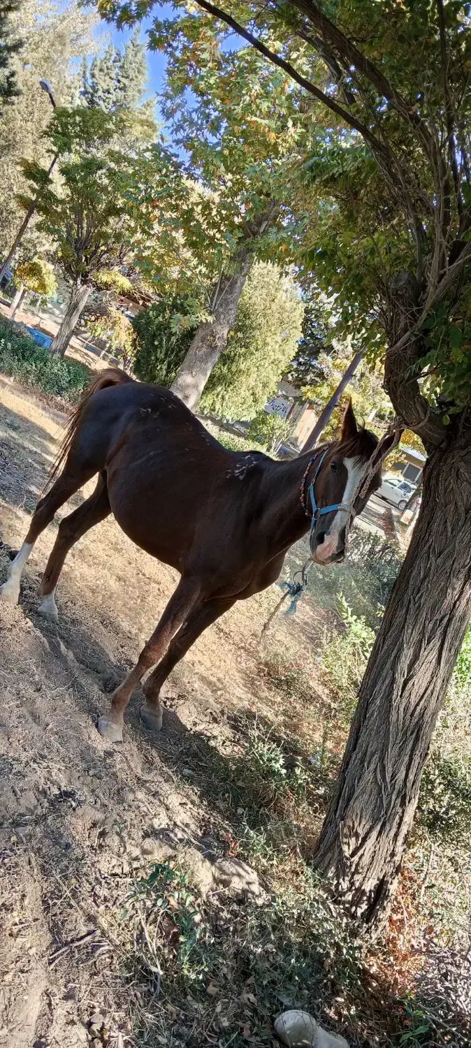 اسب|اسب و تجهیزات اسب‌سواری|سامن, |دیوار