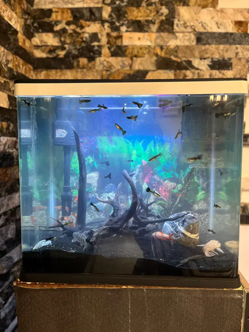 اکواریوم کوچیک شیشه خم شرکتی و تعدادی ماهی|ماهی|مشکین‌دشت, |دیوار