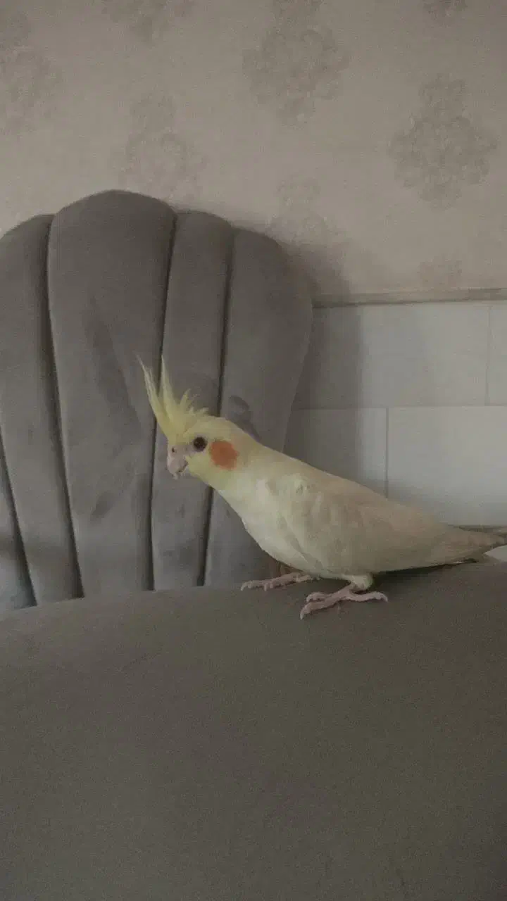 عروس هلندی نر ماده|پرنده|قم, شهرک مهدیه (مدرس)|دیوار