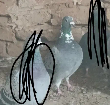 گمشده|حیوانات|خوسف, |دیوار