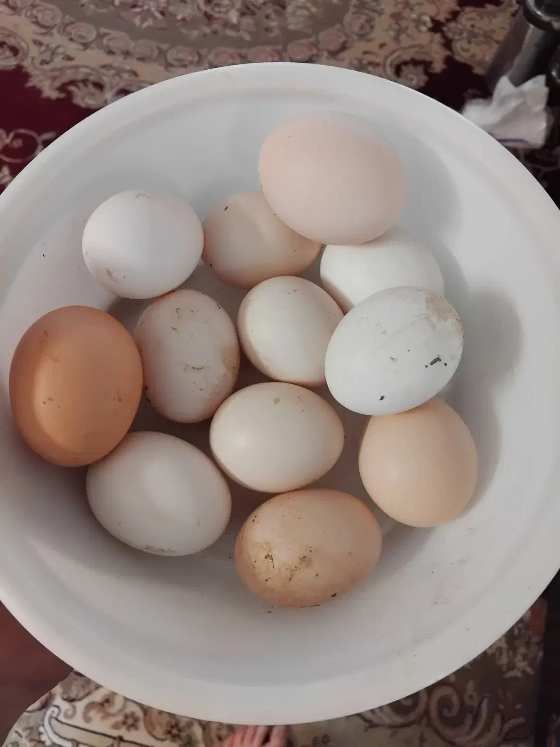 تخم مرغ|خوردنی و آشامیدنی|مشهد, حجاب (شهرک غرب)|دیوار