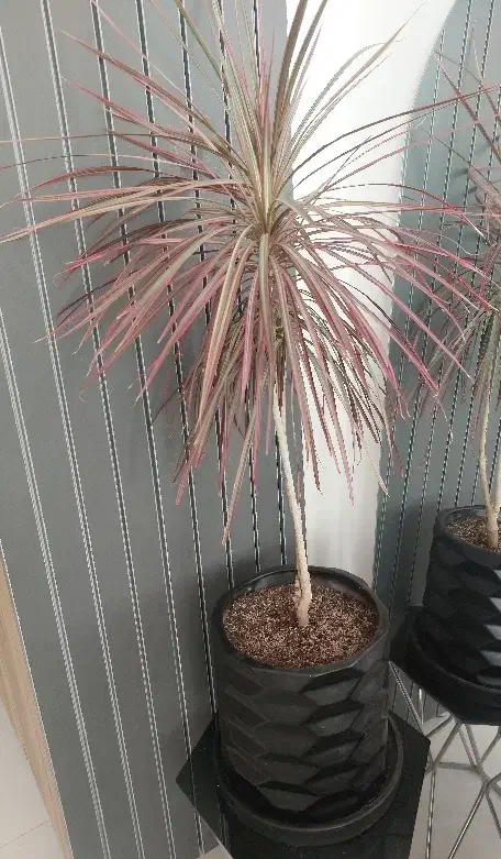 گل دراسینا|گل و گیاه طبیعی|شاهین‌شهر, شهرک هشت بهشت|دیوار