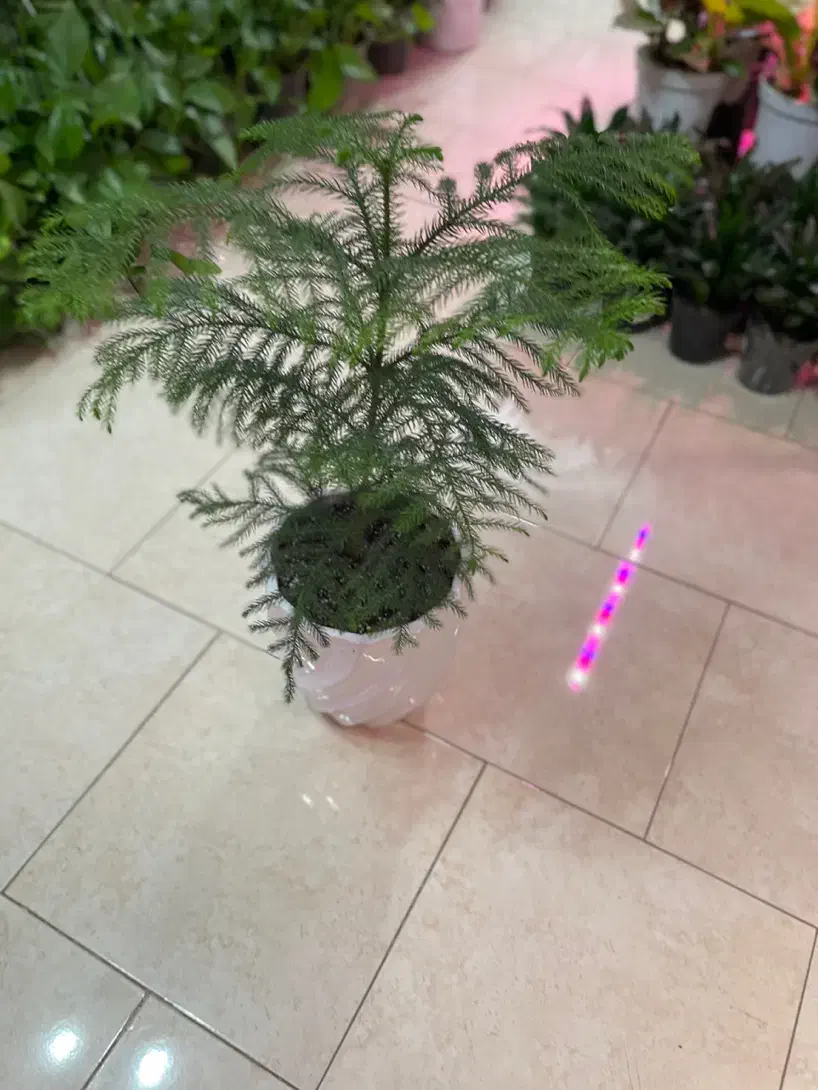 فروش گلهای آپارتمانی و مشاوره گیاه پزشکی|گل و گیاه طبیعی|پردیس, فاز ۴|دیوار