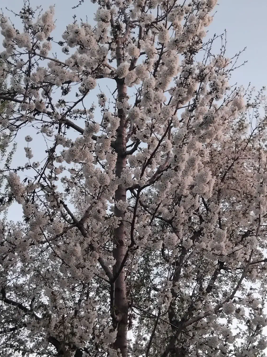 سلام هرس درخت سیب وهلو وغیره|خدمات باغبانی و درختکاری|تخت سلیمان, |دیوار