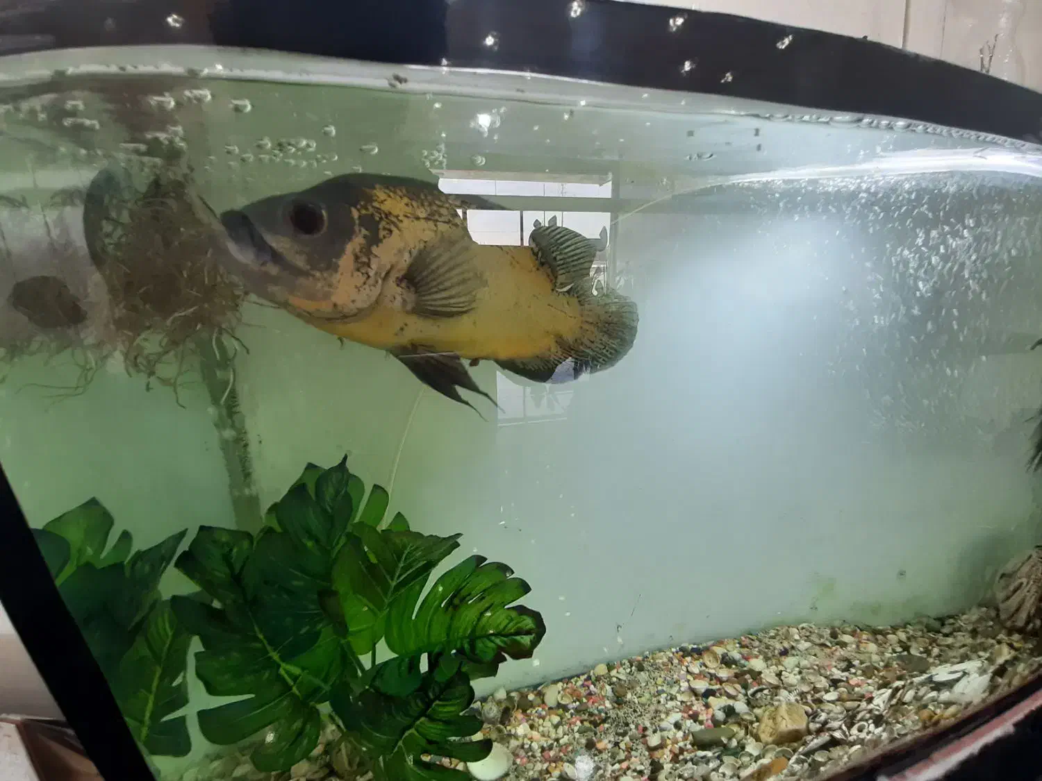 ماهی اسکار مولد|ماهی|ماهدشت, |دیوار