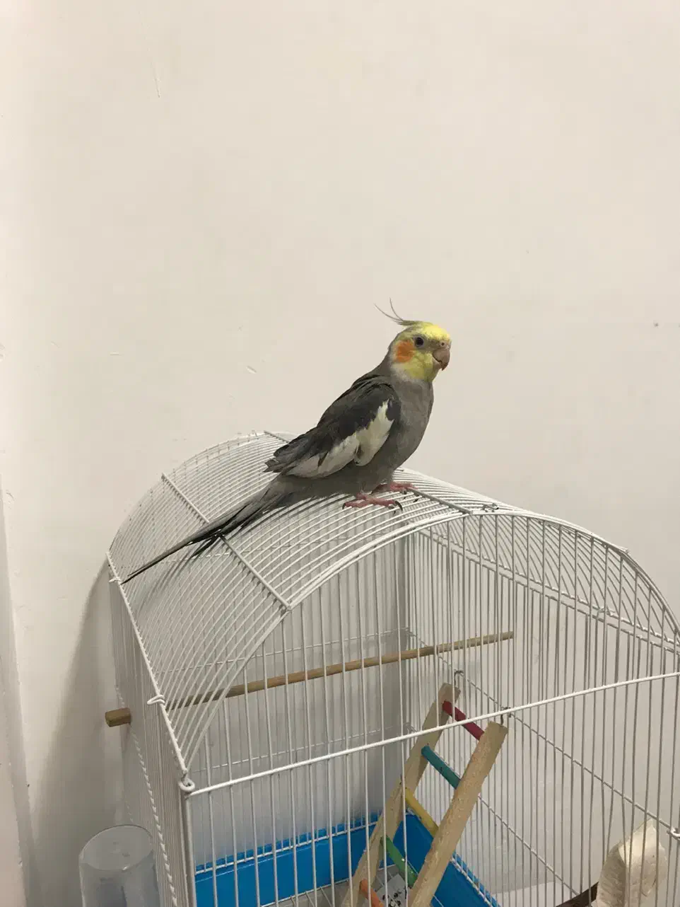 عروس‌هلندی با قفس|پرنده|رشت, حمیدیان|دیوار