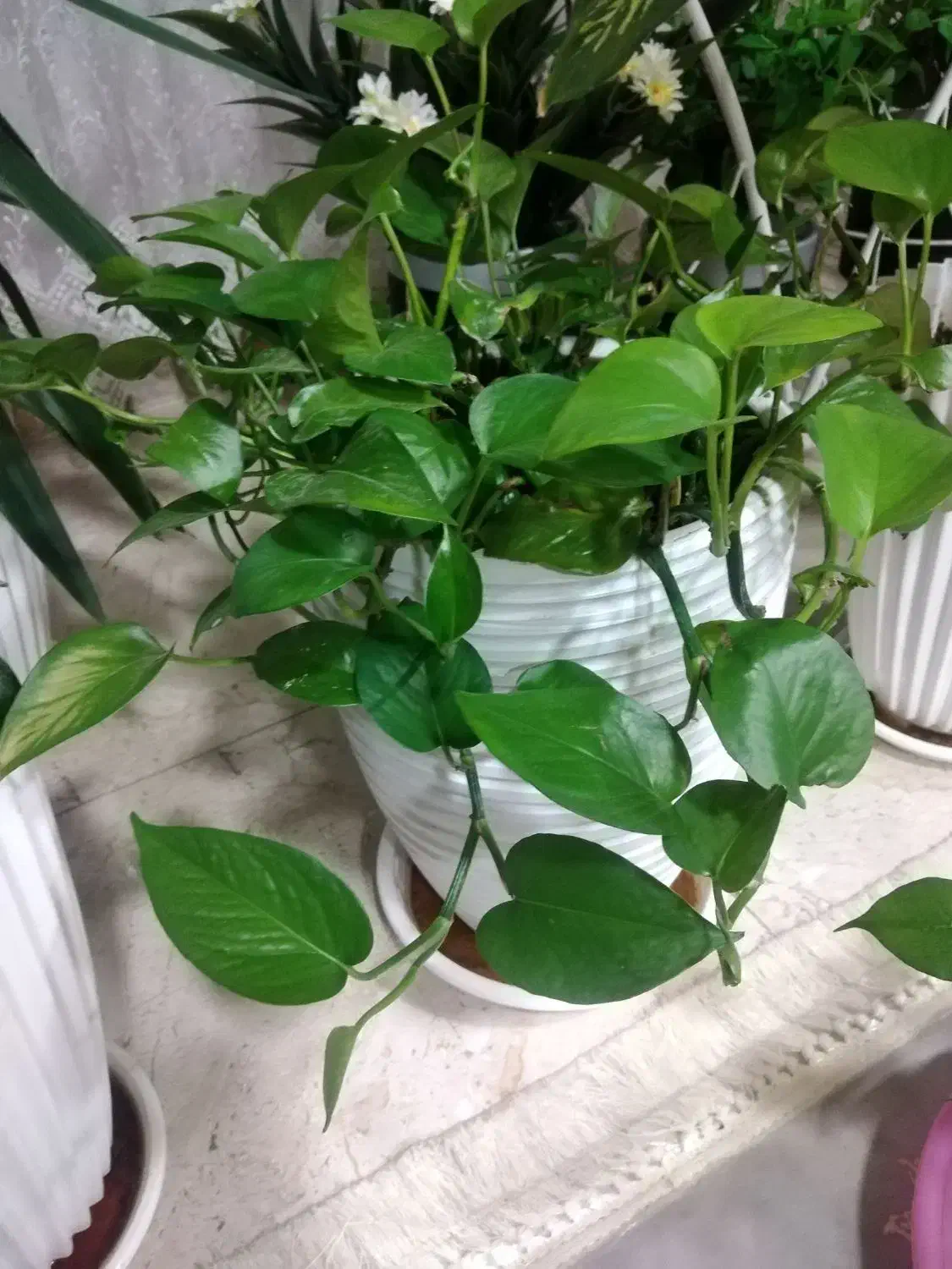 گل طبیعی|گل و گیاه طبیعی|شاهین‌شهر, فردوسی|دیوار