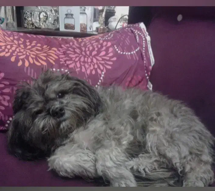 سگ گمشده در ستارخان|حیوانات|تهران, شهرآرا|دیوار