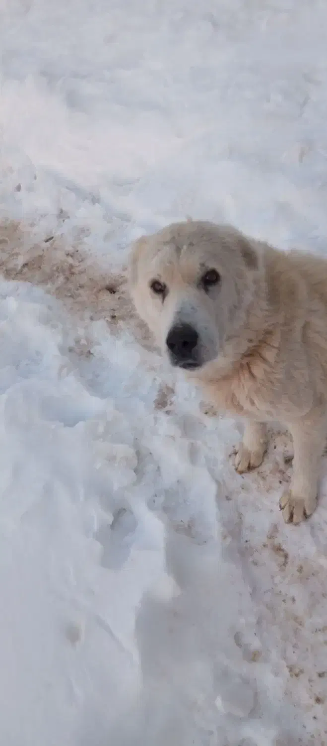 سگ خانگی|سگ|فاروج, |دیوار