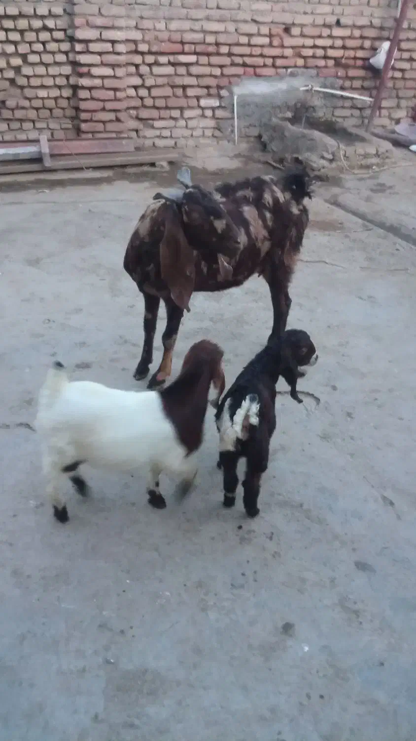 بز سه شکم هیکل درشت|حیوانات مزرعه|انبارآلوم, |دیوار