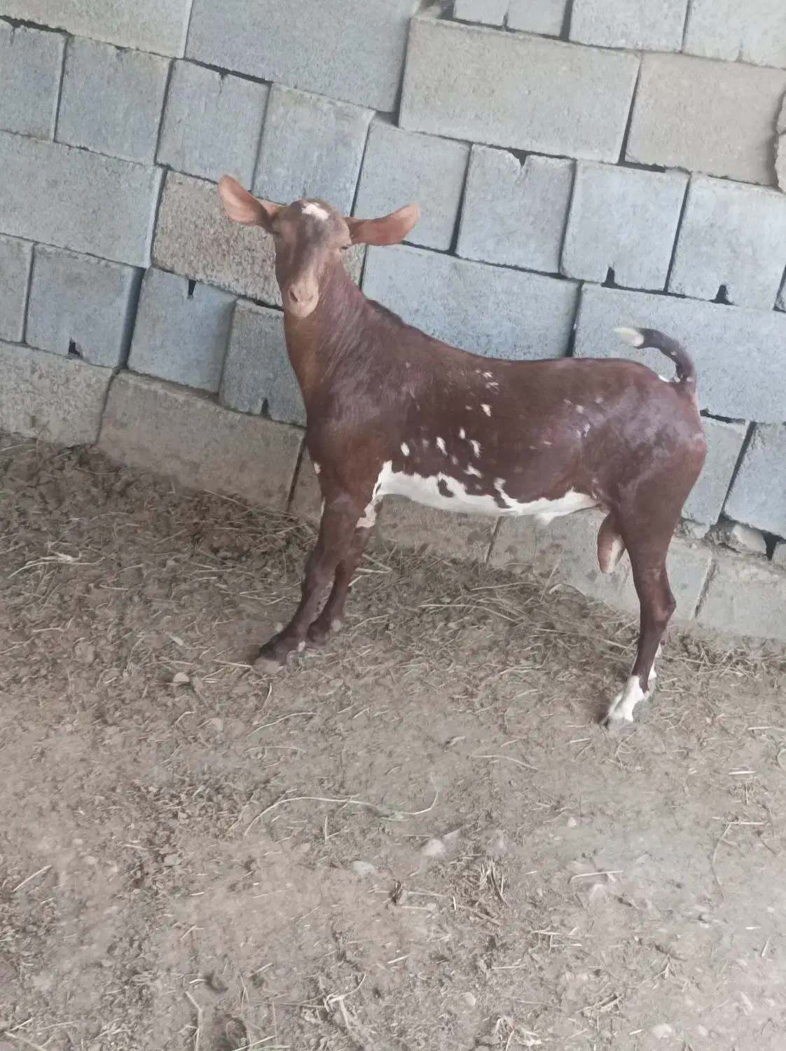 نر صلاله|حیوانات مزرعه|بندرعباس, |دیوار