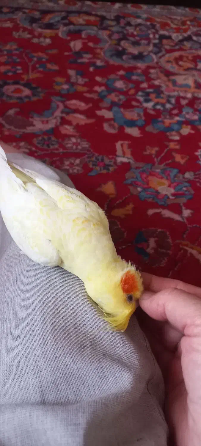 عروس هلندی لوتینوزعفرانی  ماده بالغ|پرنده|مشهد, ادیب نیشابوری (شهرک غرب)|دیوار