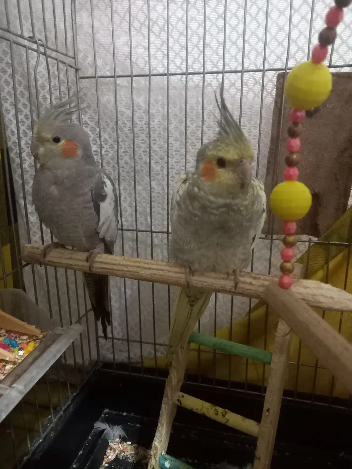 عروس هلندی|پرنده|رباط‌کریم, شترخوار|دیوار