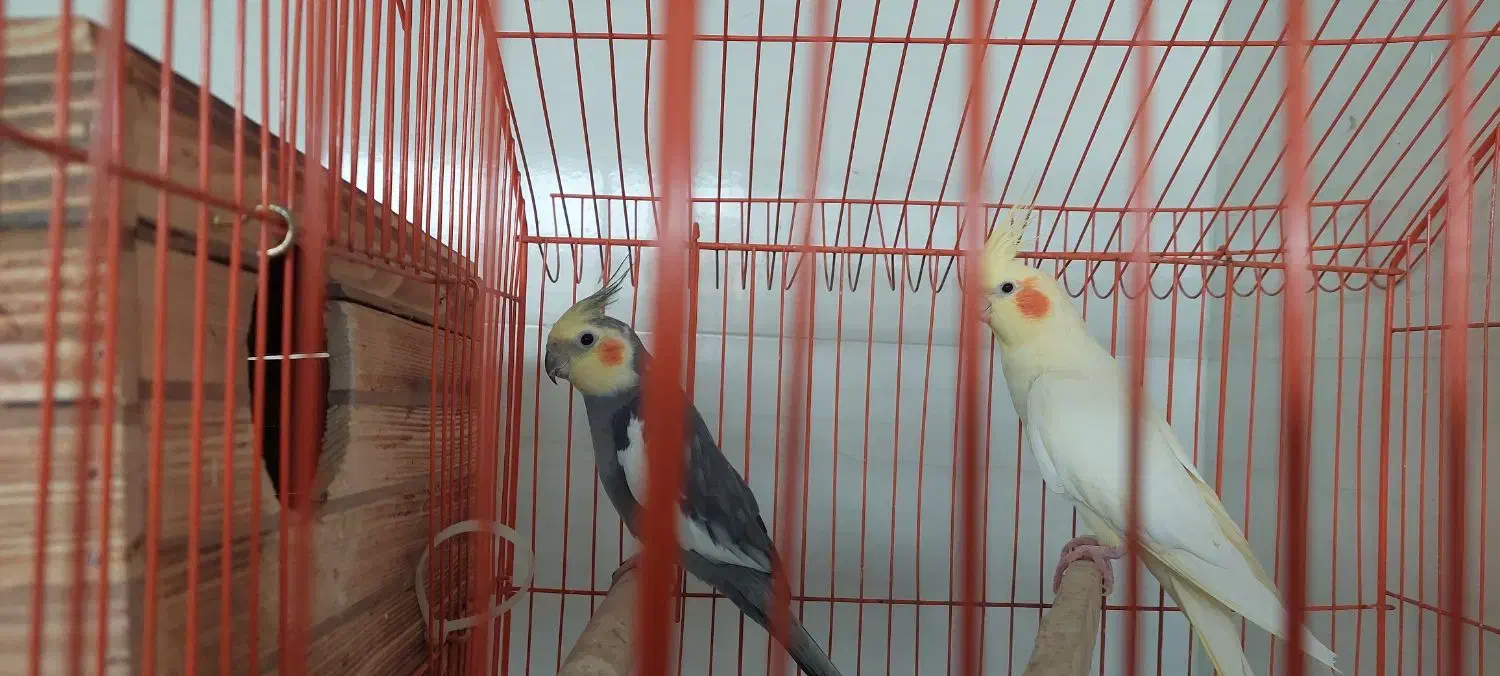 عروس هلندی مولد|پرنده|بندر دیر, |دیوار