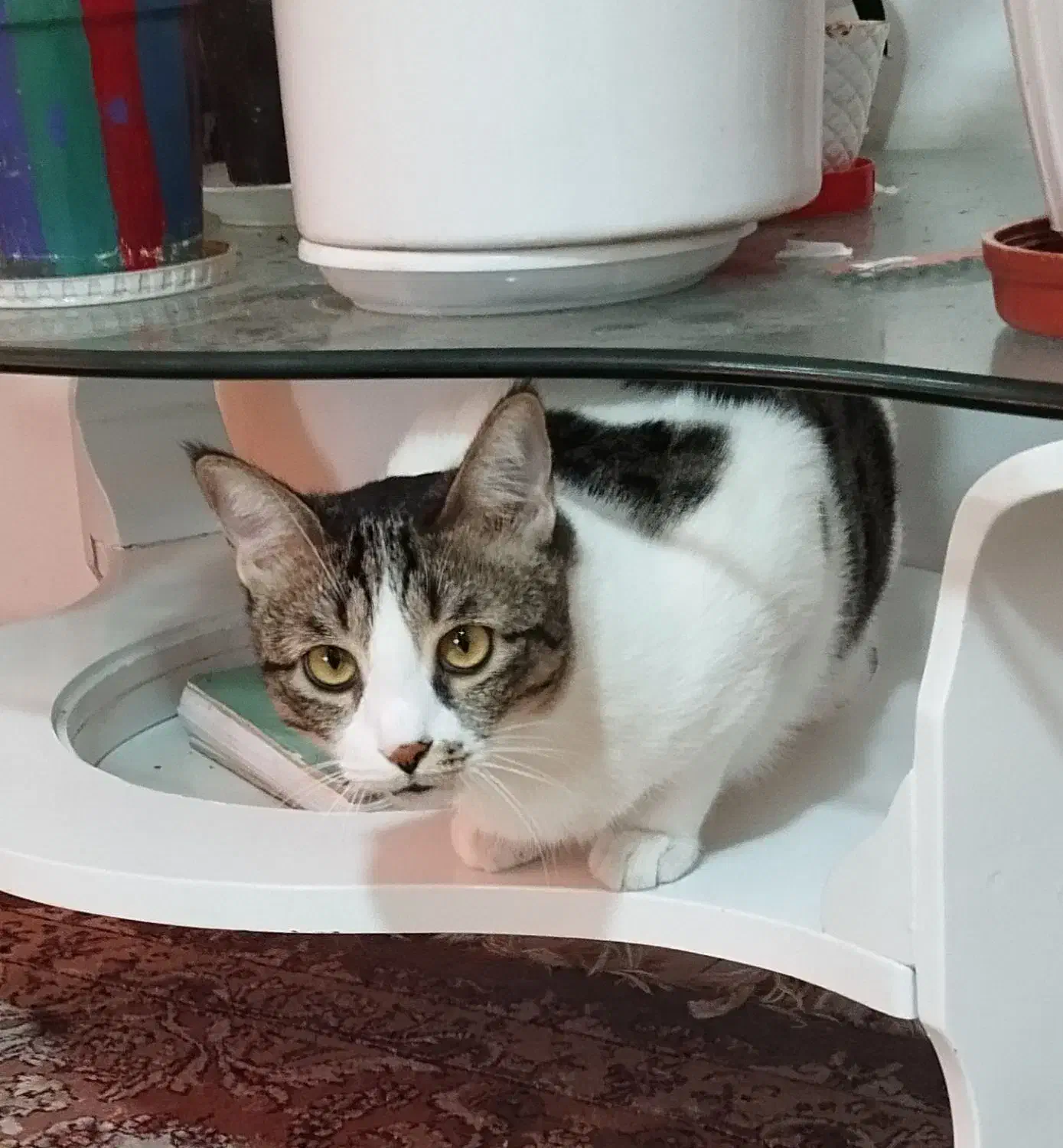 واگذاری گربه رایگان|گربه|شهریار, شهریار|دیوار