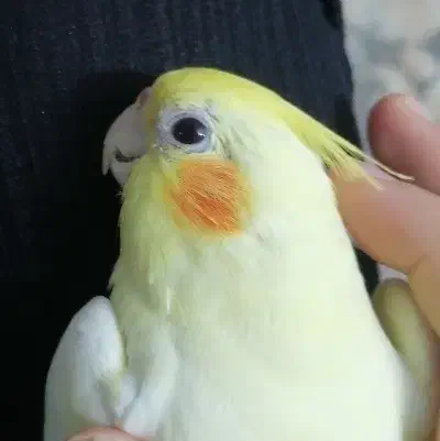 عروس هلندی گمشده|حیوانات|قم, شهر قائم|دیوار