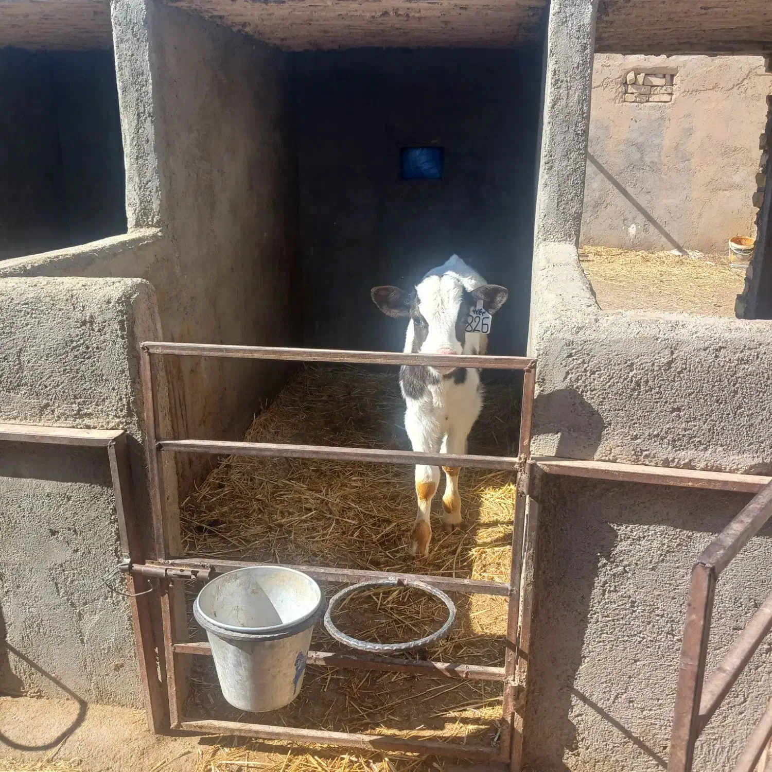 گوساله نر|حیوانات مزرعه|بوئین زهرا, |دیوار