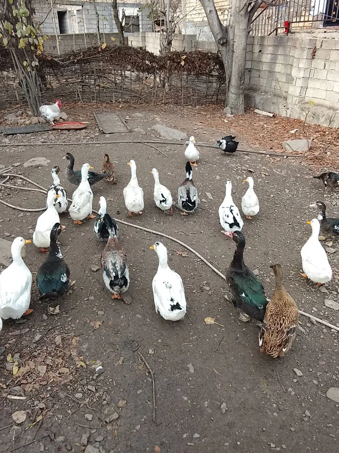 اردک معاوضه با مرغ محلی|پرنده|مرزن‌آباد, |دیوار