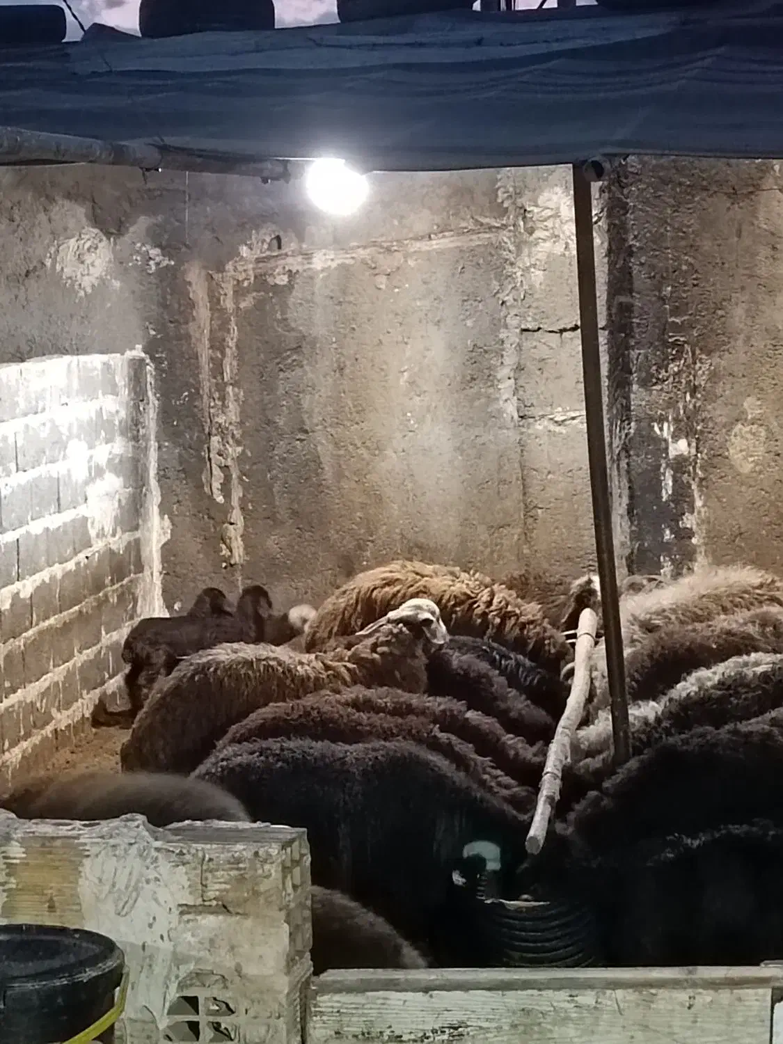 میش وبره چاق کشتاری گوسفندباقصاب|حیوانات مزرعه|مشهد, احمدآباد|دیوار