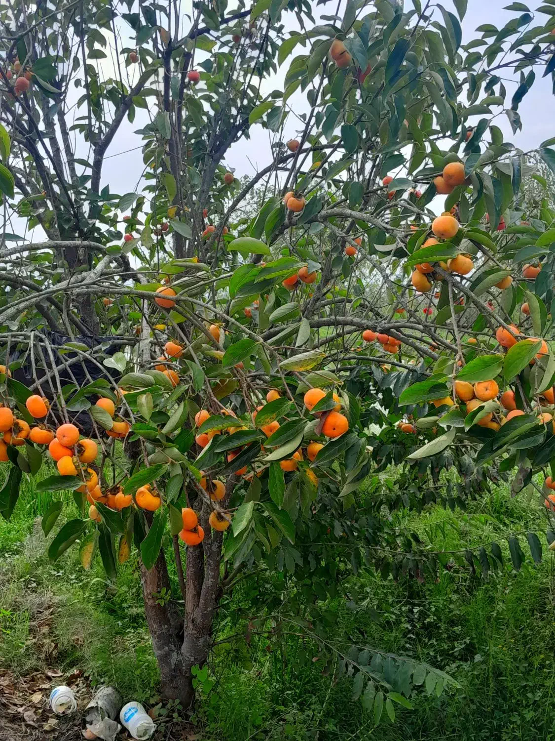 خرمالو تازه|خوردنی و آشامیدنی|رشت, سلیمانداراب|دیوار