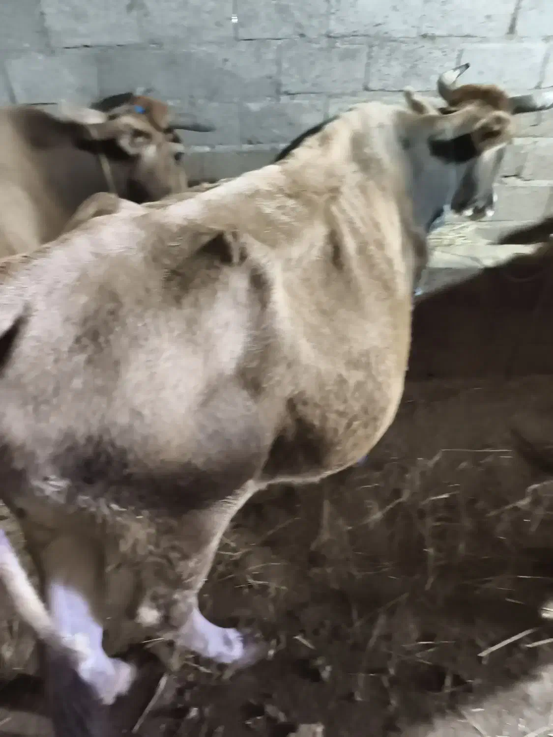 گاو محلی|حیوانات مزرعه|چوبر, |دیوار