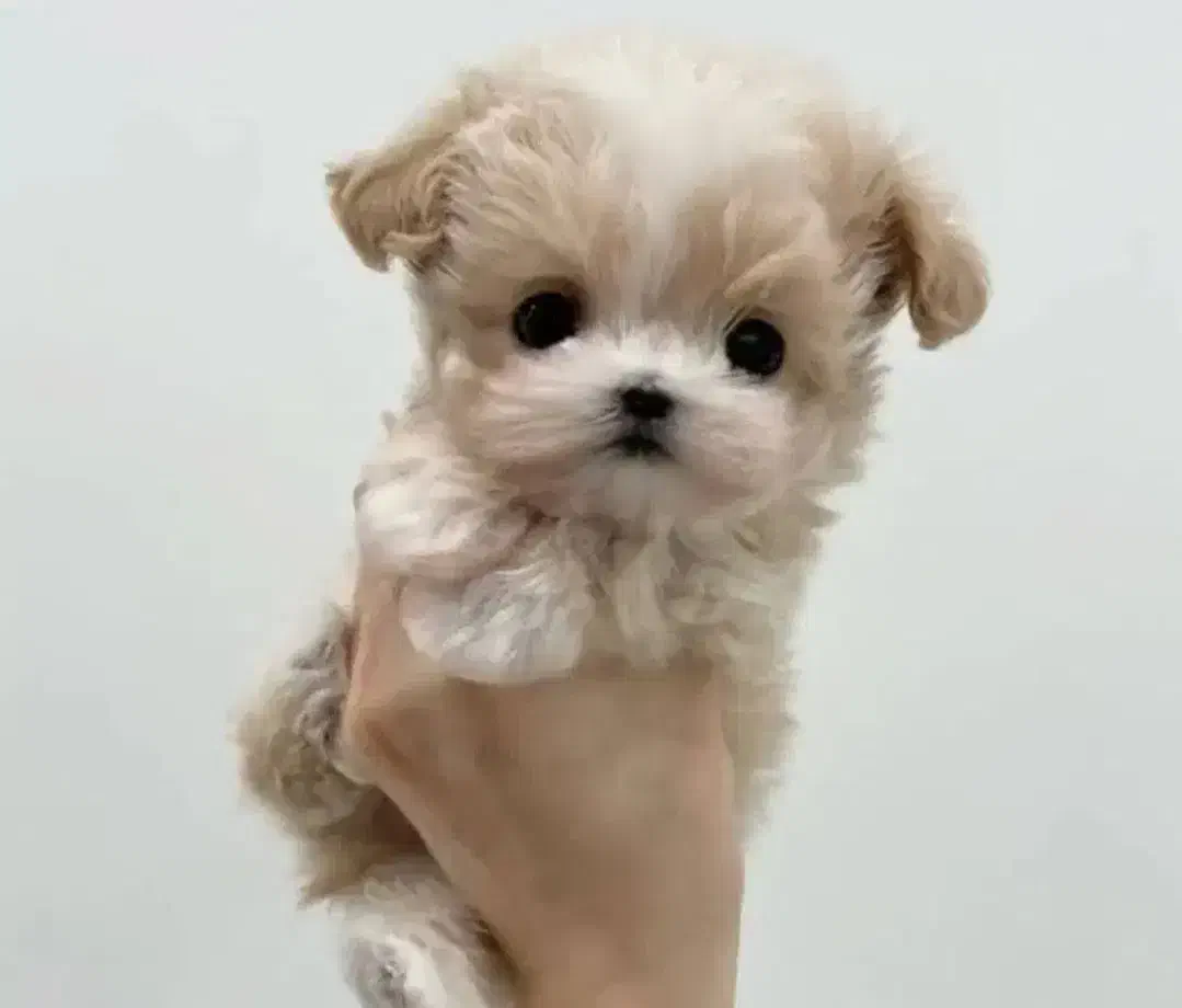 پودل|سگ|اراک, |دیوار