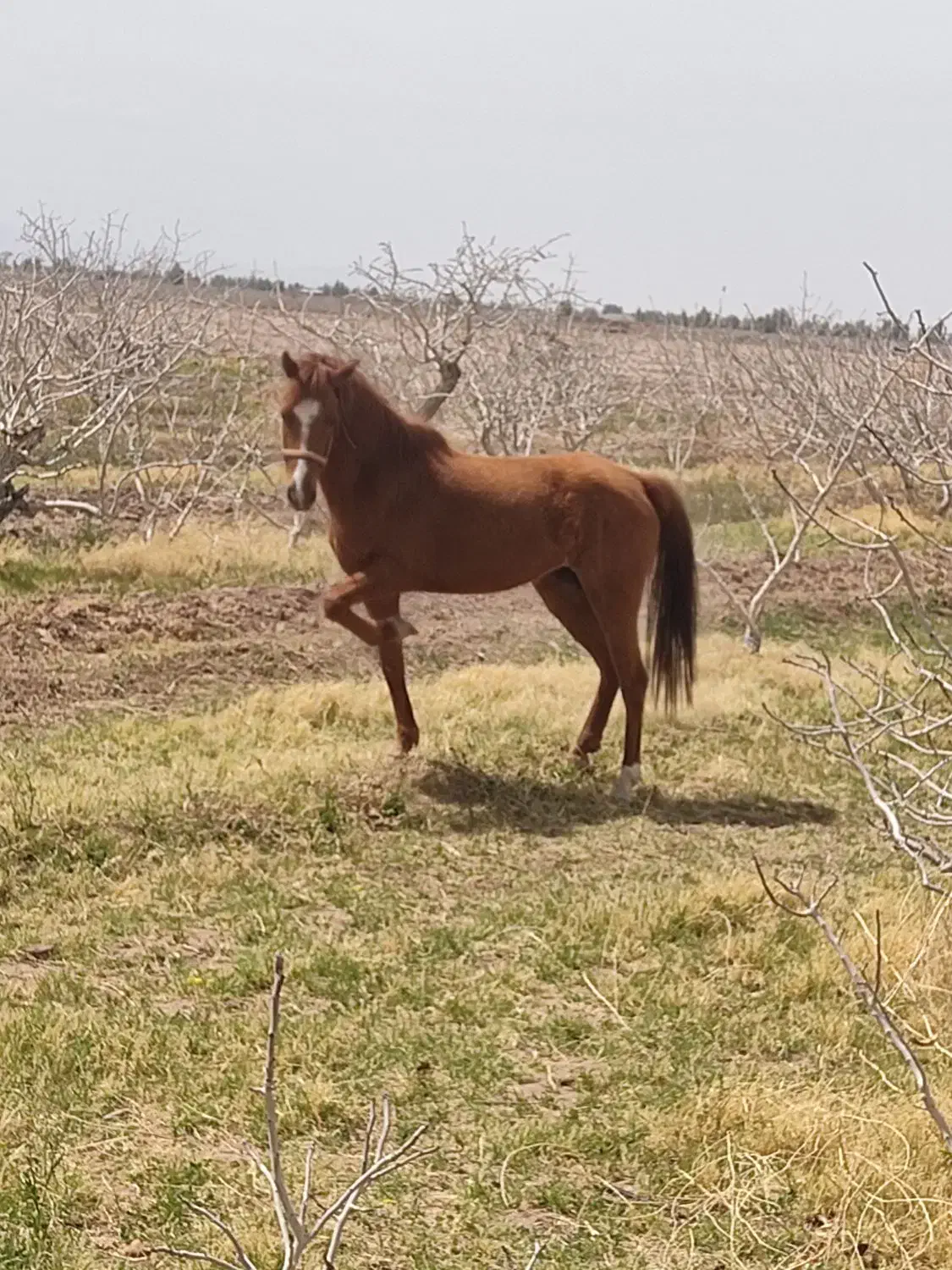 اسب مادیون آبستن|اسب و تجهیزات اسبسواری|رفسنجان, |دیوار