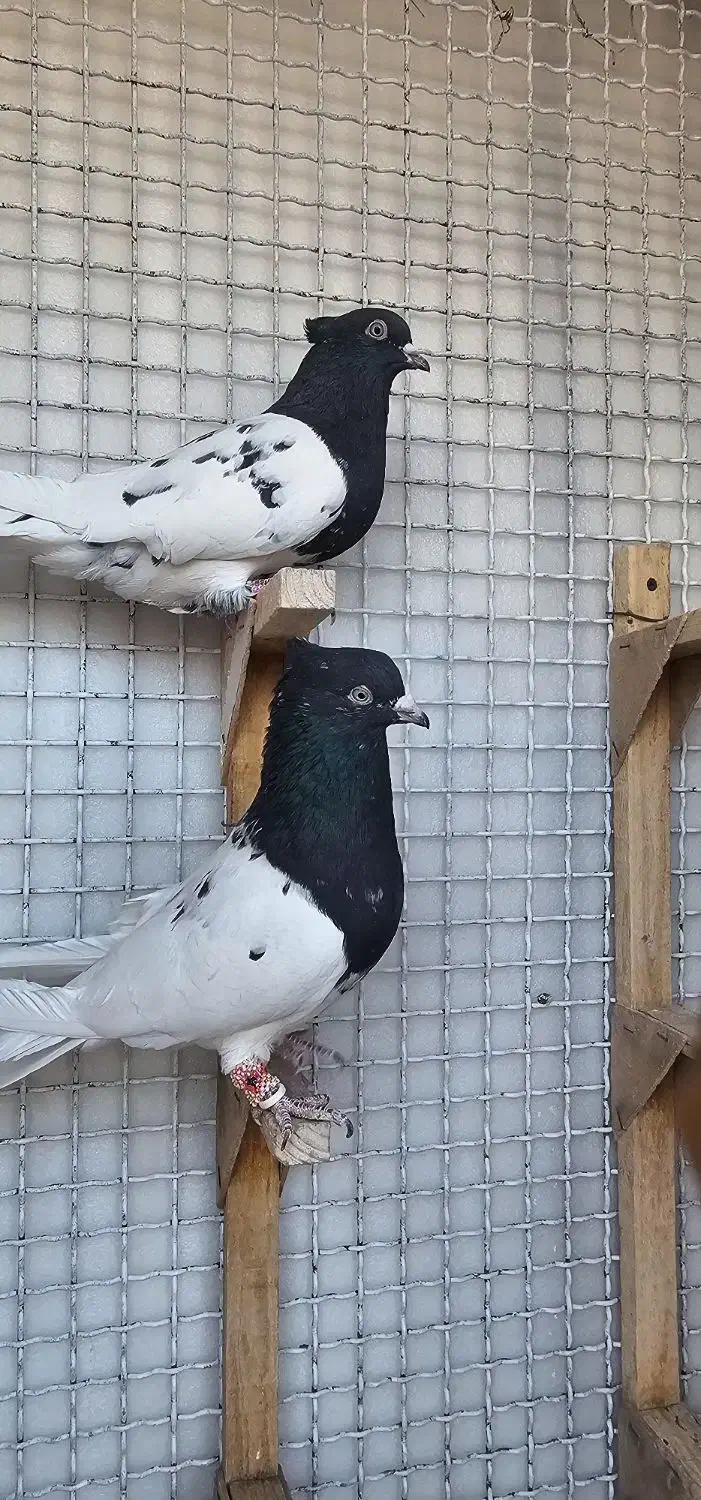 جفت کله سیاه|پرنده|مرودشت, فاز دوم شهرک فرهنگیان|دیوار