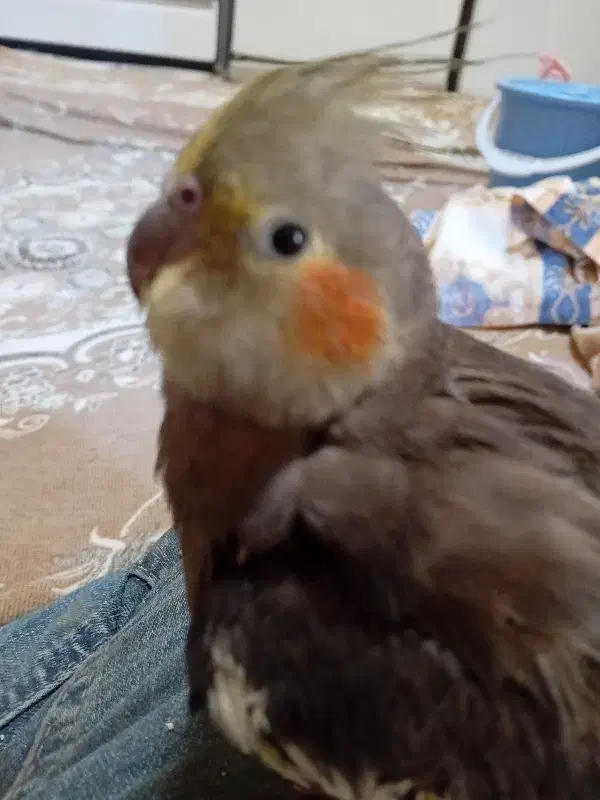 عروس هلندی|پرنده|سهند, |دیوار