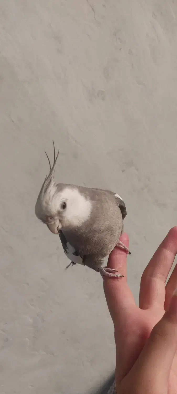 عروس هلندی وایت فیس|پرنده|تهران, شهرک صادقیه|دیوار