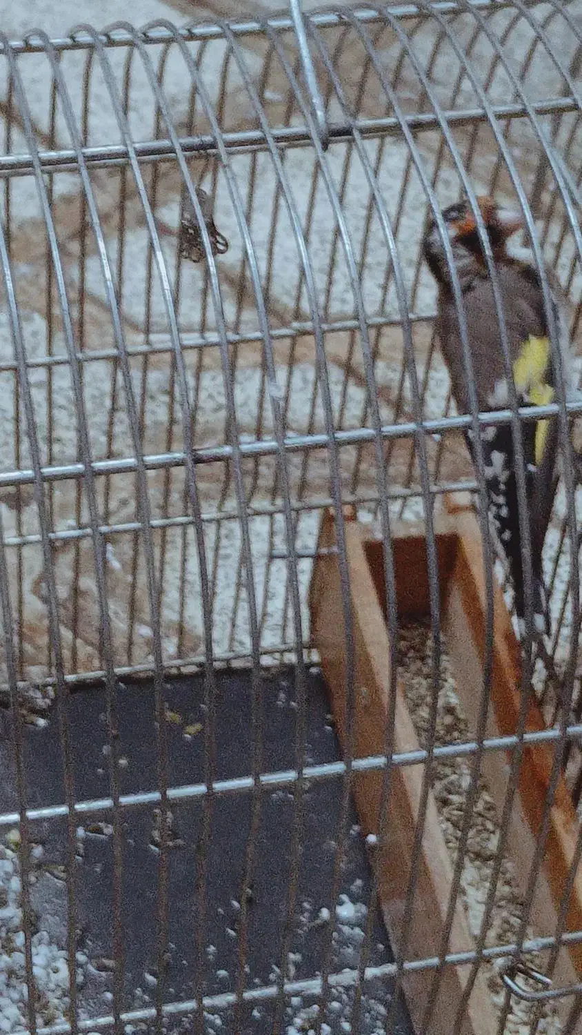 سهره چهارگل تازه صاف عروسک|پرنده|مشهد, سیس‌آباد|دیوار