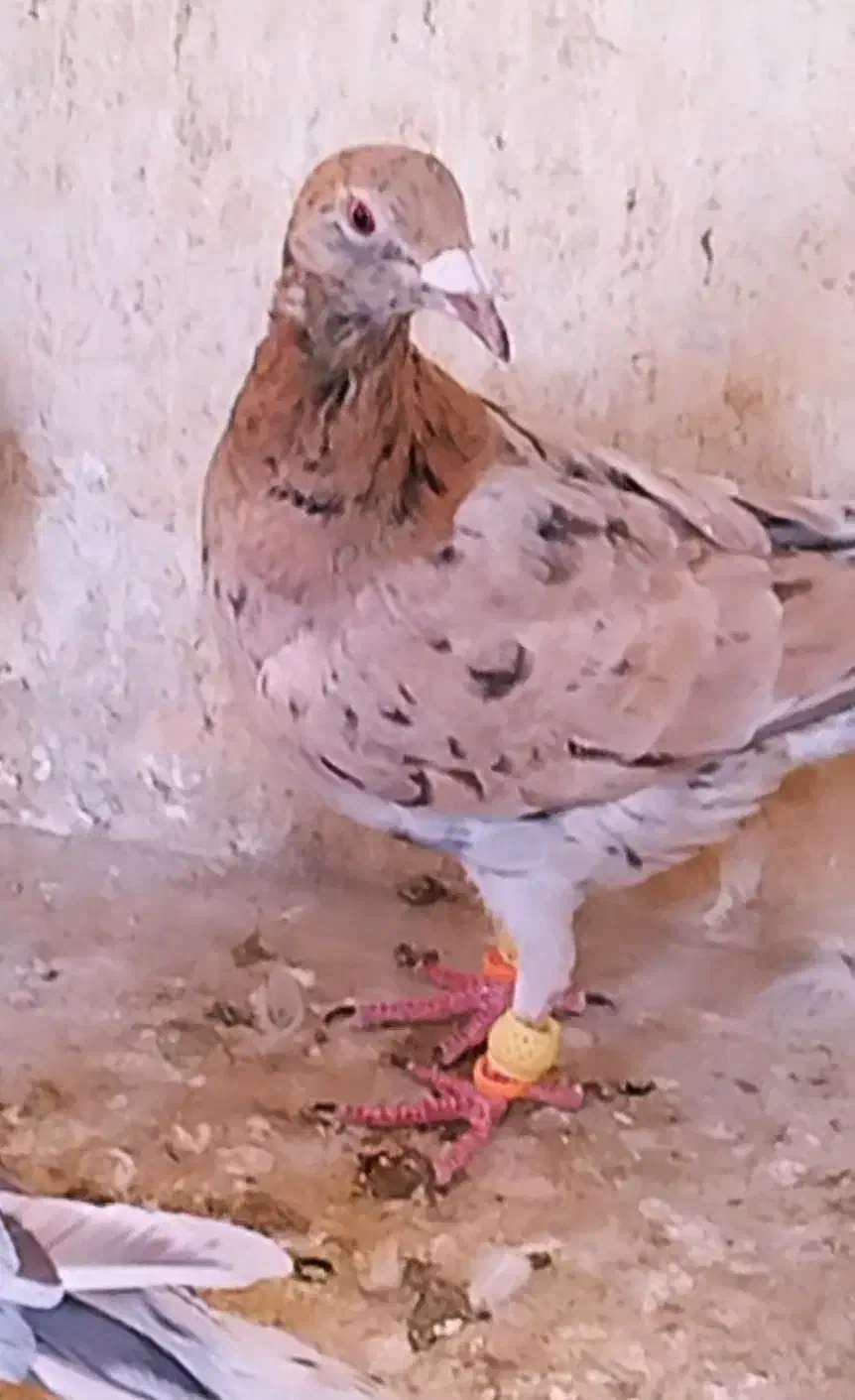 سرخ هفرنگ نر|پرنده|اقبالیه, |دیوار