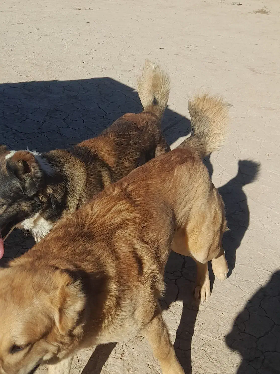 سگ خراسانی کوچ هم قال|سگ|زهان, |دیوار