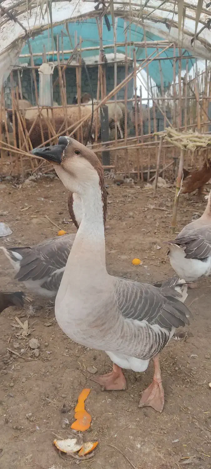 قوغاز اوکراینی|حیوانات مزرعه|بهنمیر, |دیوار