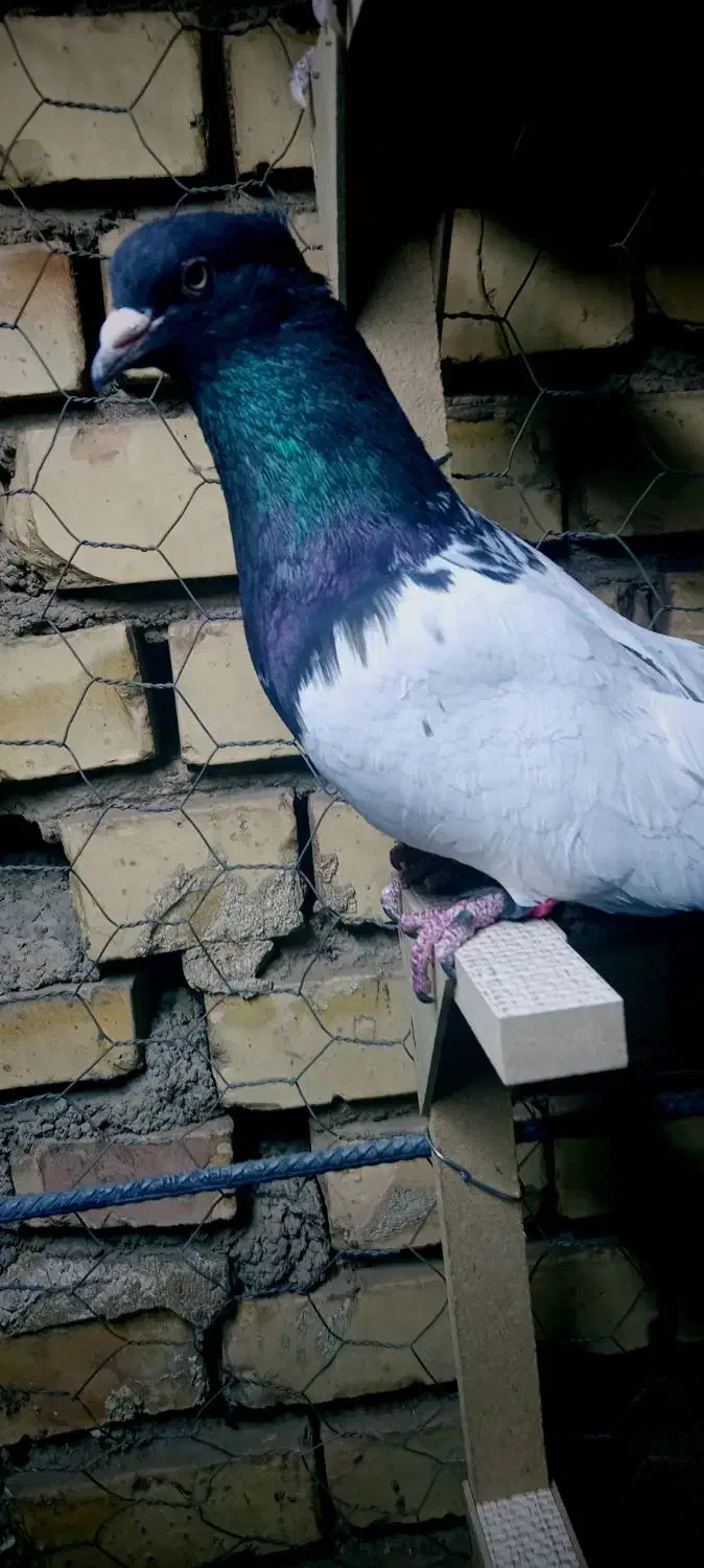 کبوتر سوراخ|پرنده|زرند, |دیوار