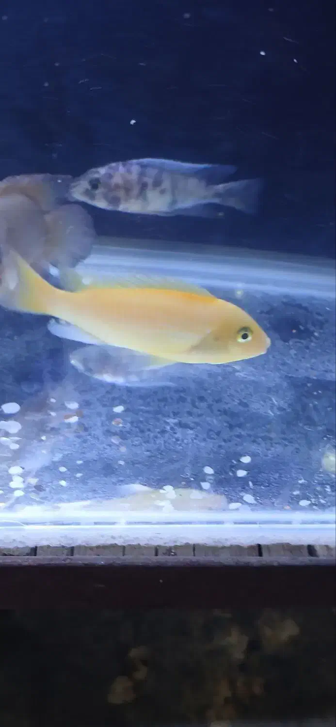 ماهیان زینتیگوشختخواروگیاه خوار آکواریوم و لوازم|ماهی|شهریار, شهریار|دیوار